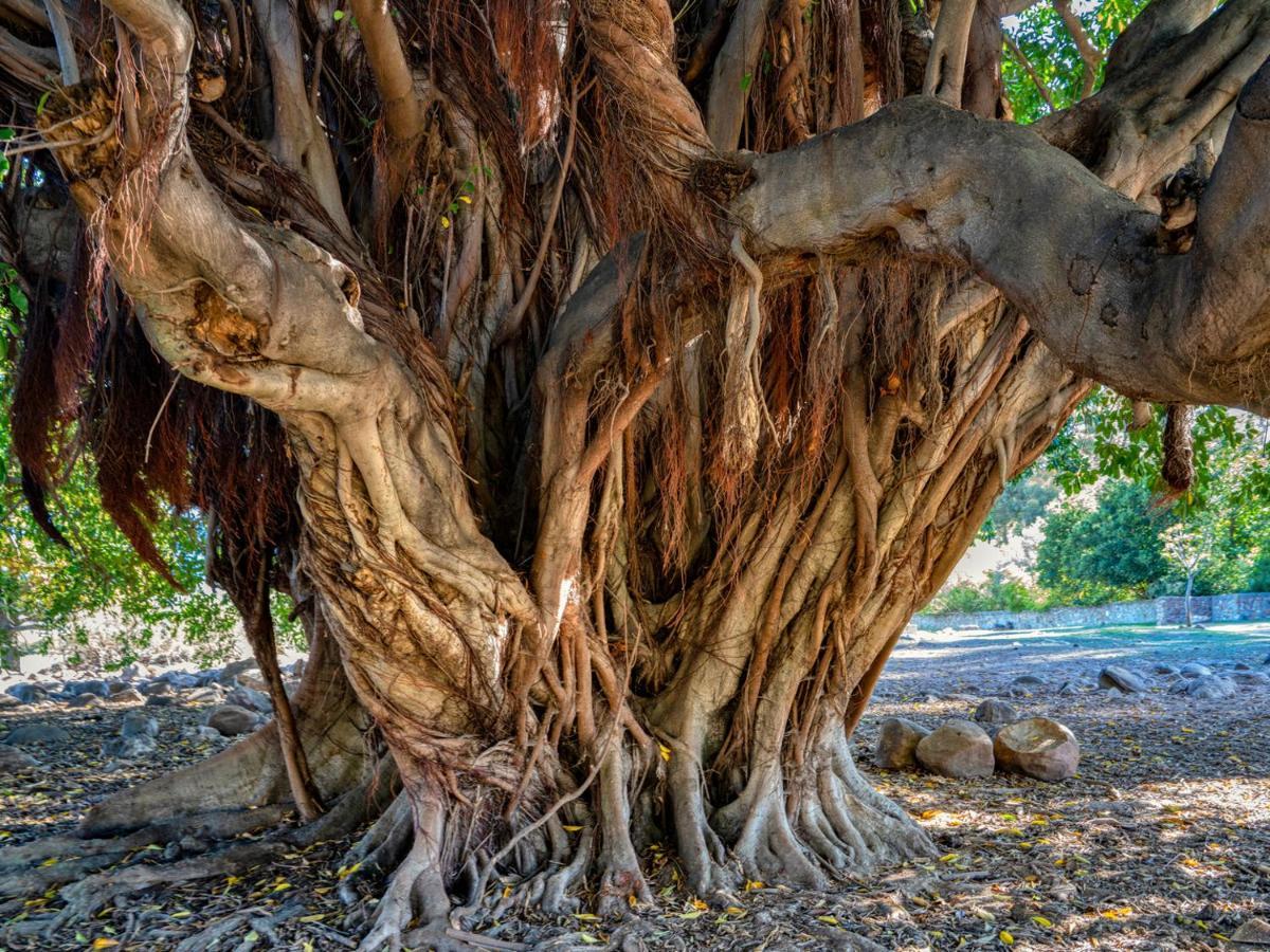 Welbedacht Game & Nature Reserve Тульбах Экстерьер фото