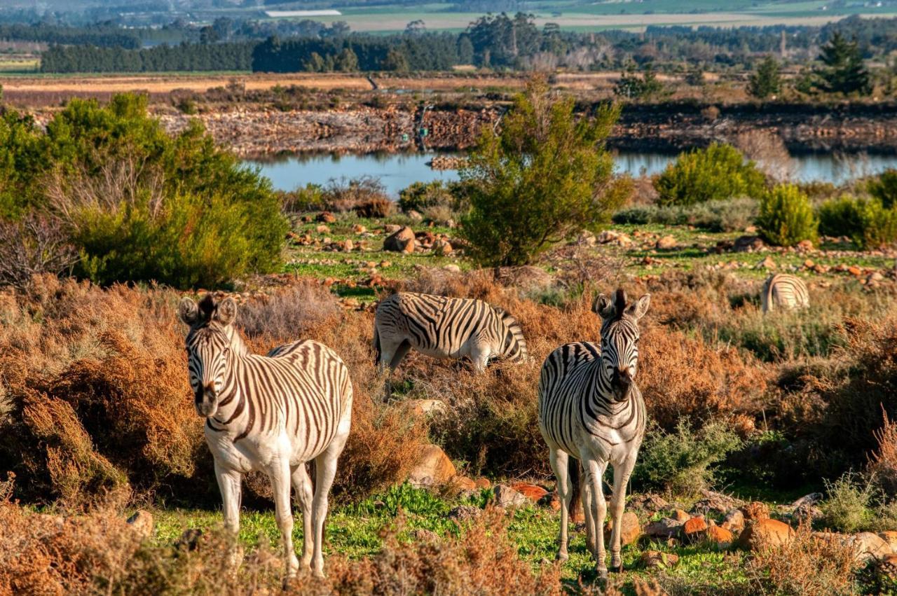 Welbedacht Game & Nature Reserve Тульбах Экстерьер фото